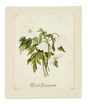 (WATERCOLORS.) Group of 13 mostly 19th-century watercolors of botanical and natural history subjects.